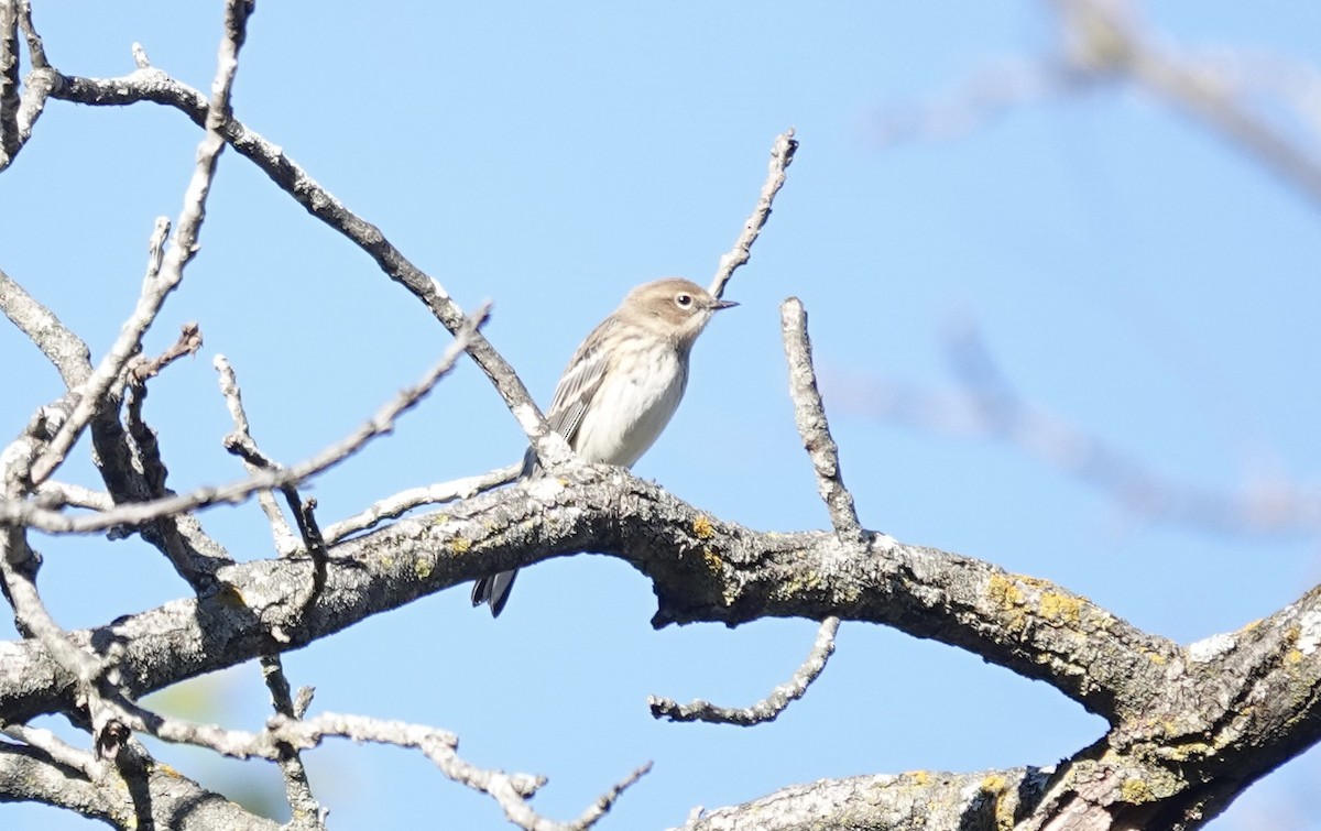 Yellow-rumped Warbler (Myrtle) - ML643792004