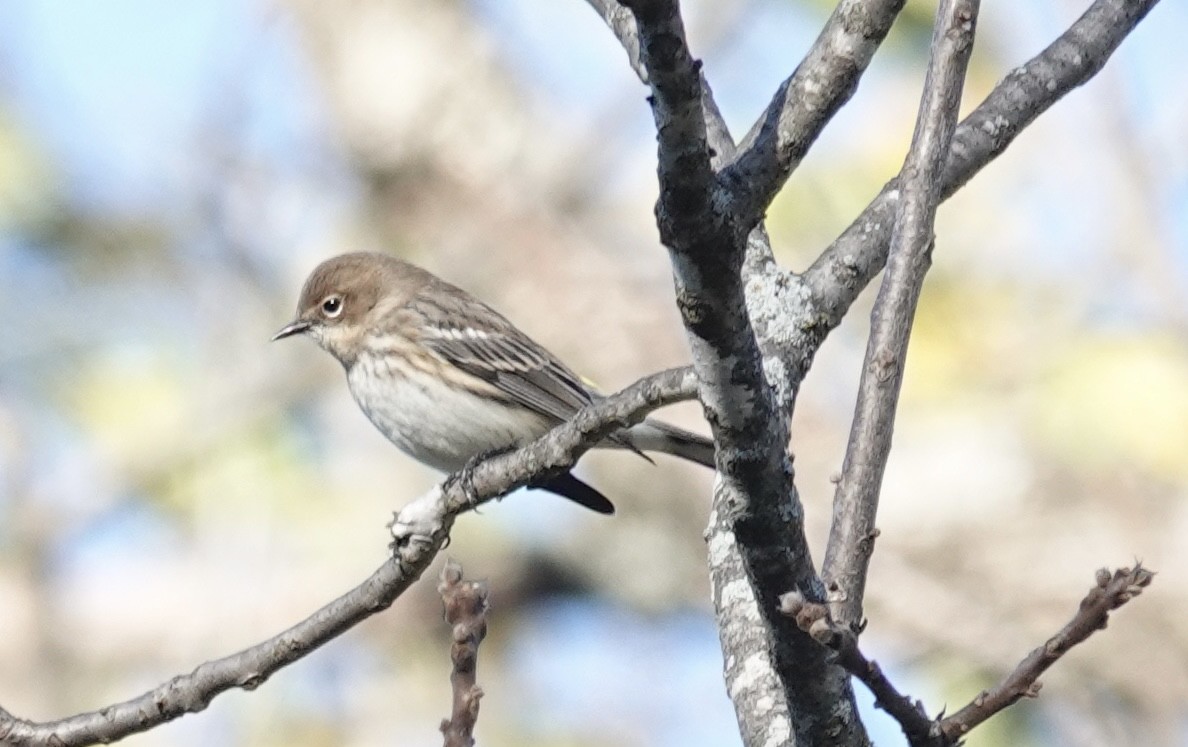 Yellow-rumped Warbler (Myrtle) - ML643792006