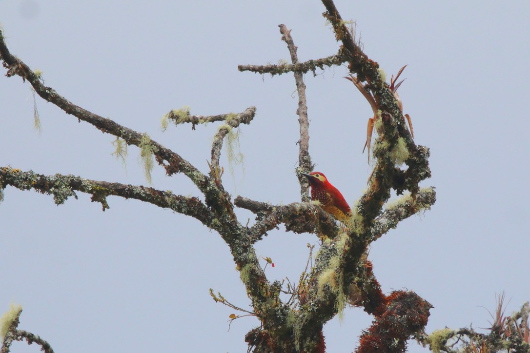 Crimson-mantled Woodpecker - ML643792008