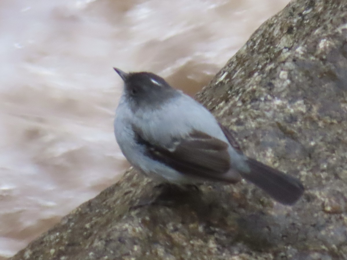 Torrent Tyrannulet - ML643792009