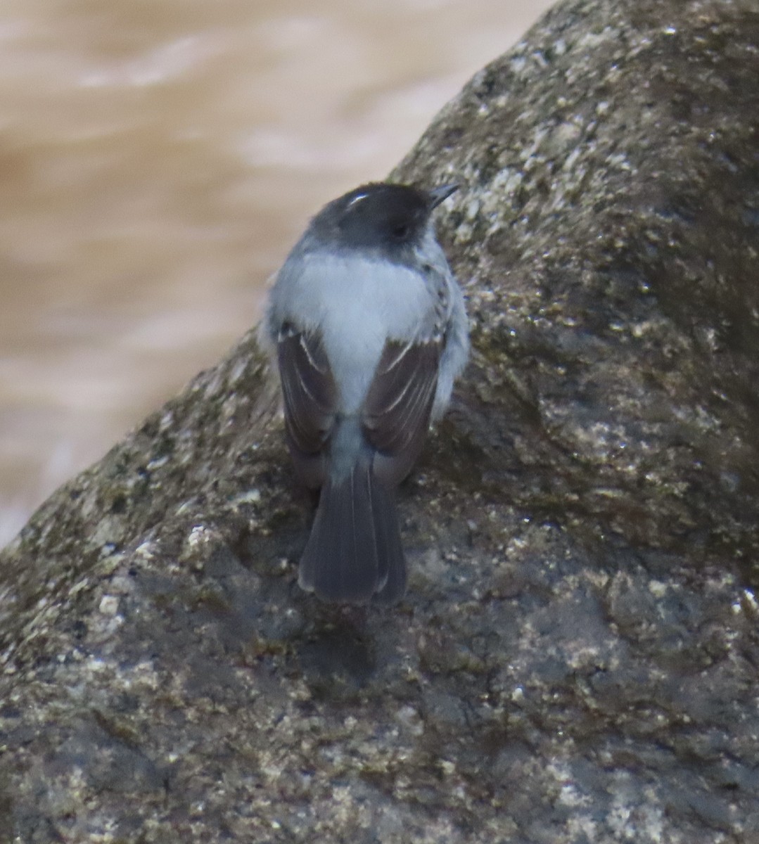 Torrent Tyrannulet - ML643792010