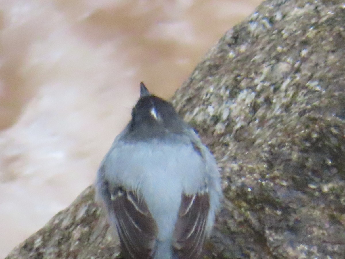 Torrent Tyrannulet - ML643792011