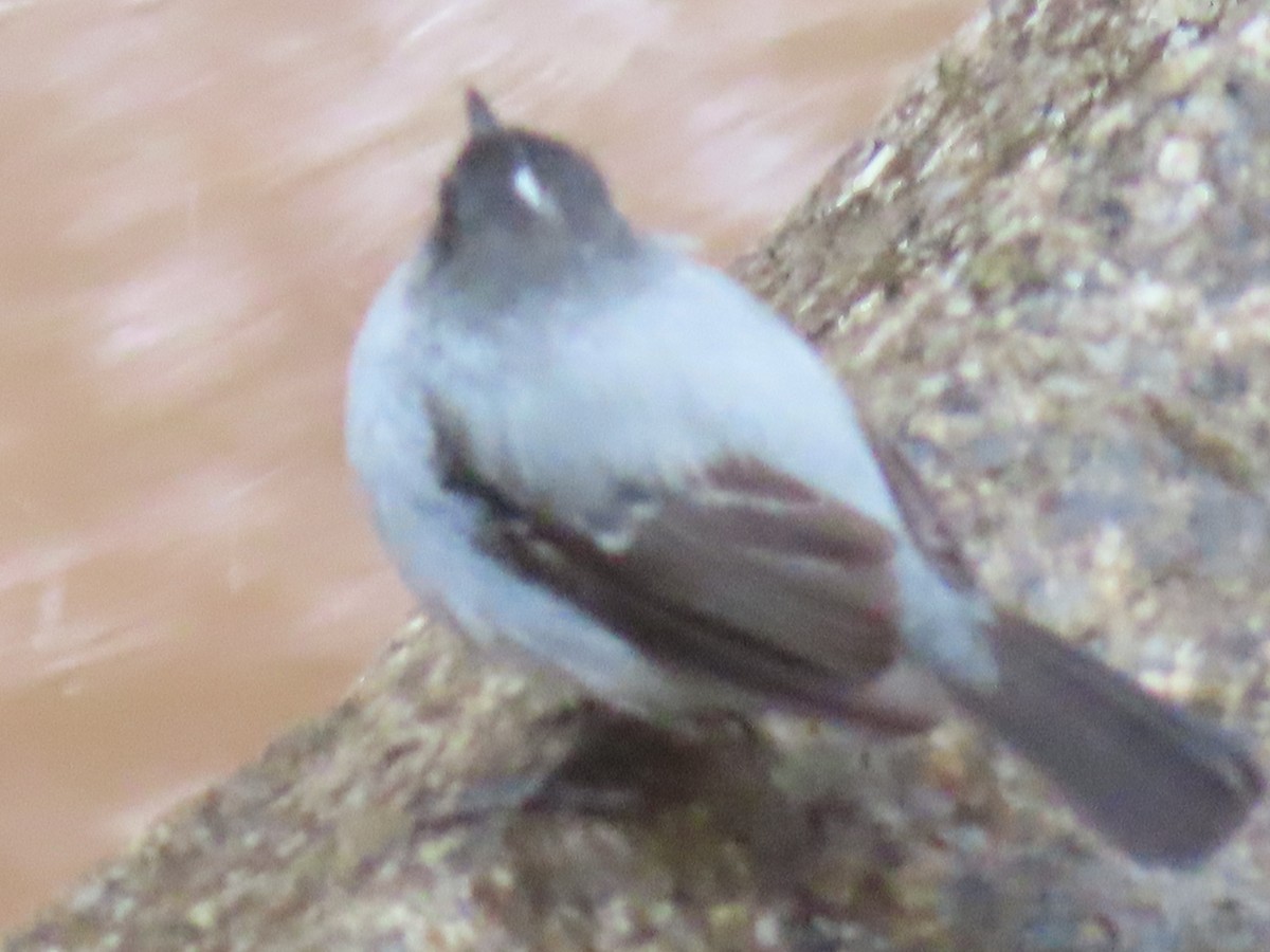 Torrent Tyrannulet - ML643792015