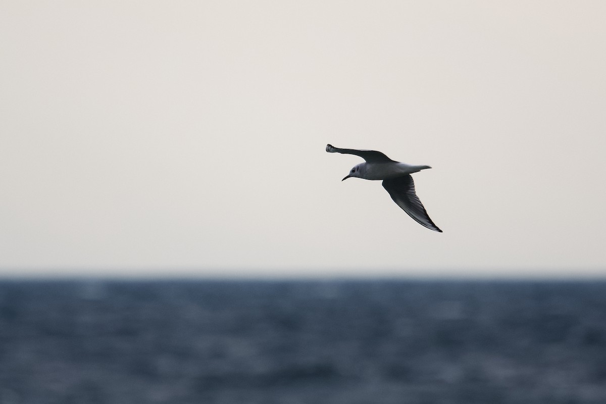Bonaparte's Gull - ML643792042