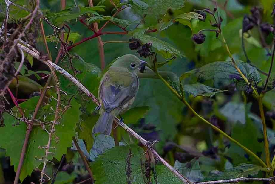 Painted Bunting - ML643792069