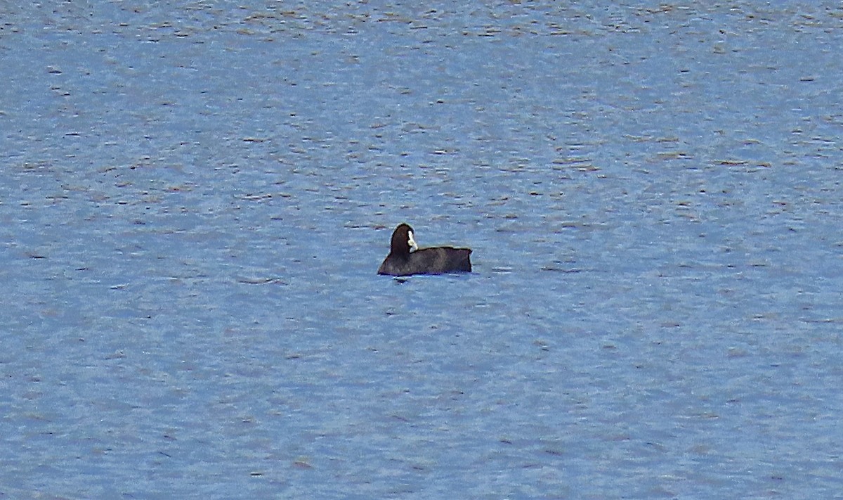 Eurasian Coot - ML643792078