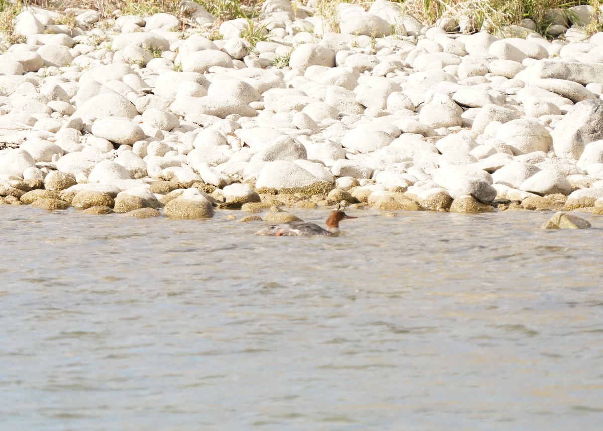 Хумхин бохио - ML643792080