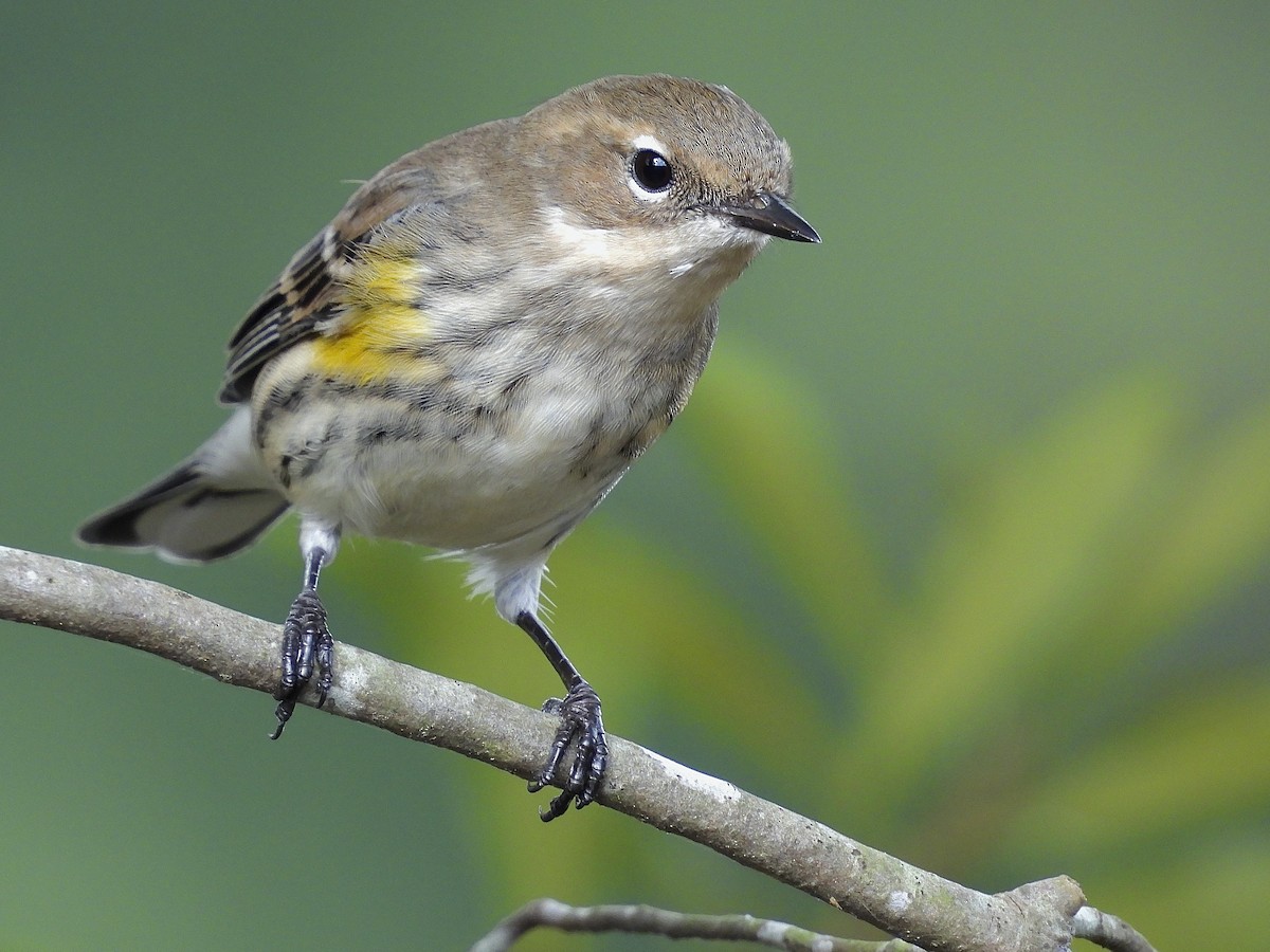 Yellow-rumped Warbler - ML643792088