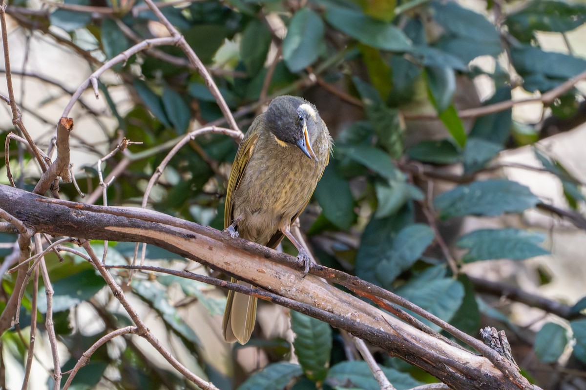 Lewin's Honeyeater - ML643792092