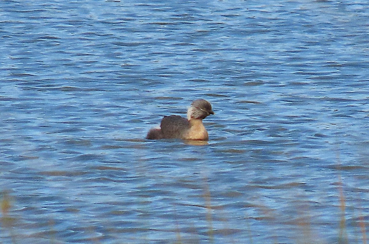 Hoary-headed Grebe - ML643792093