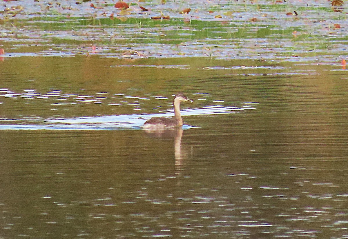 Hoary-headed Grebe - ML643792094