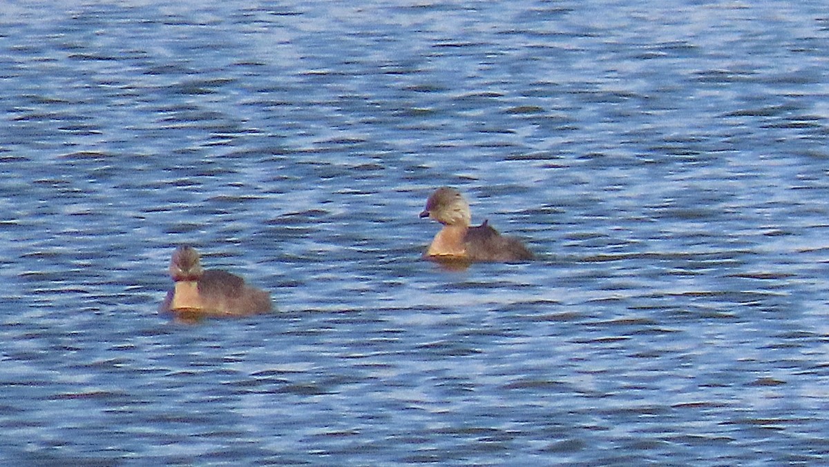 Hoary-headed Grebe - ML643792095