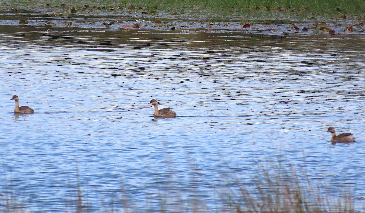 Hoary-headed Grebe - ML643792096