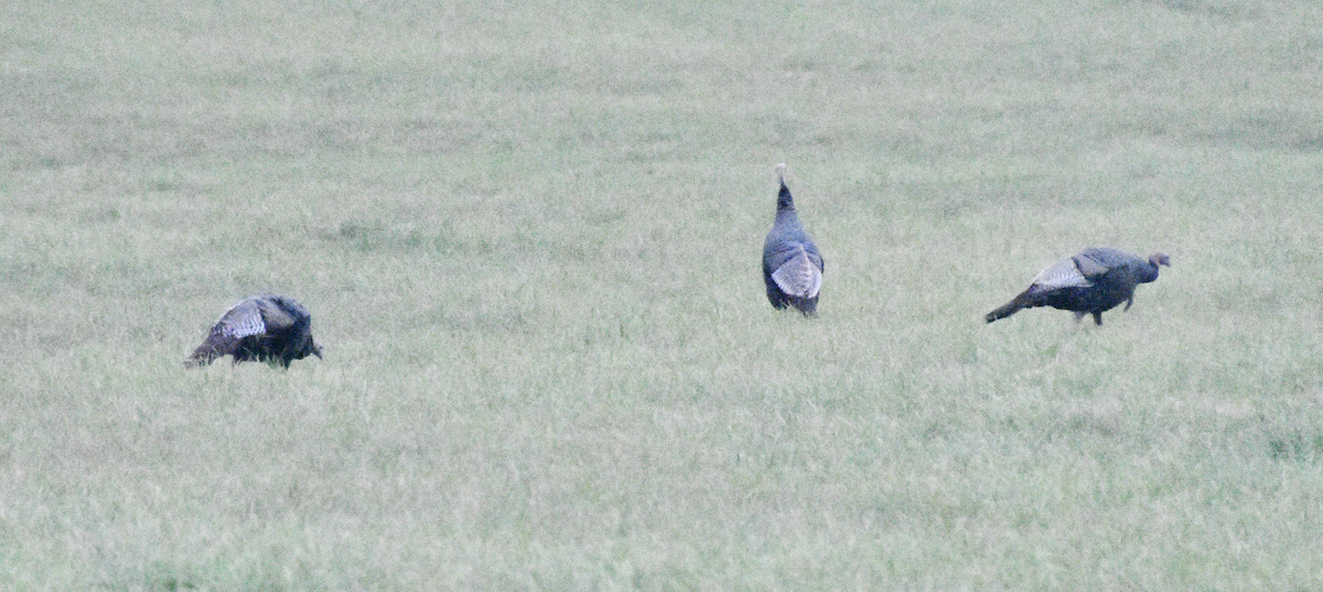 Wild Turkey - ML643792103