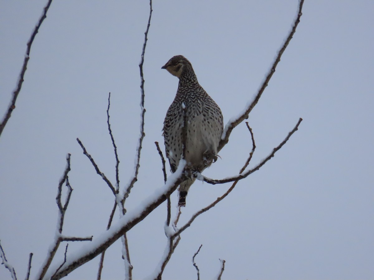 Sharp-tailed Grouse - ML643792104
