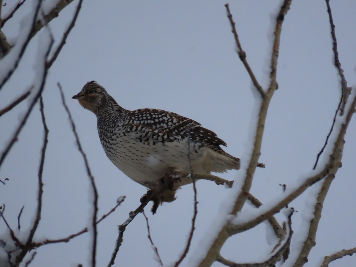 Sharp-tailed Grouse - ML643792105