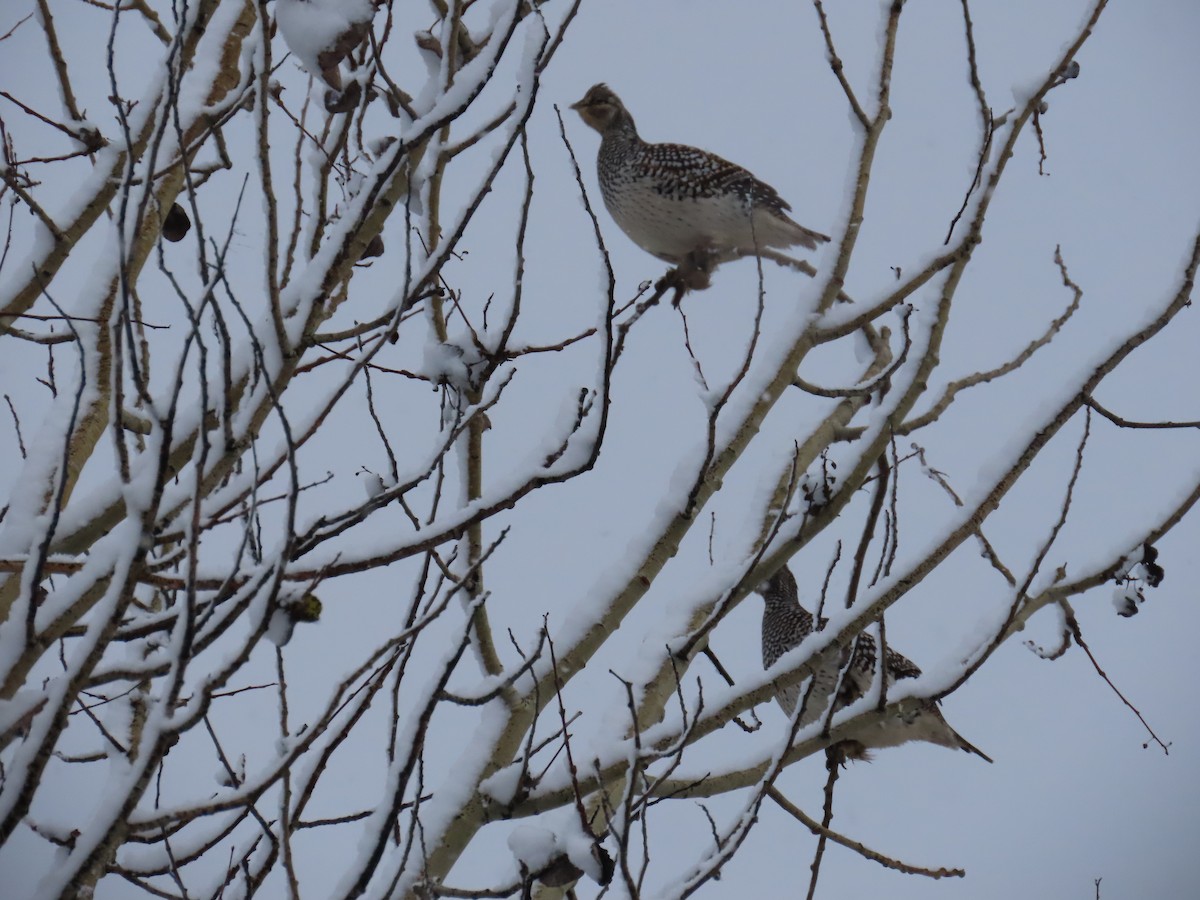 Sharp-tailed Grouse - ML643792106