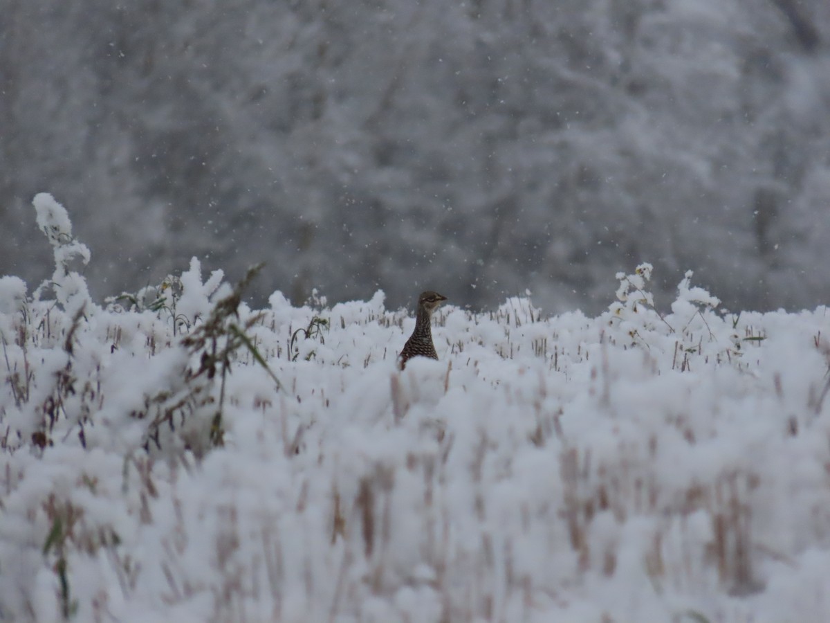 Sharp-tailed Grouse - ML643792107