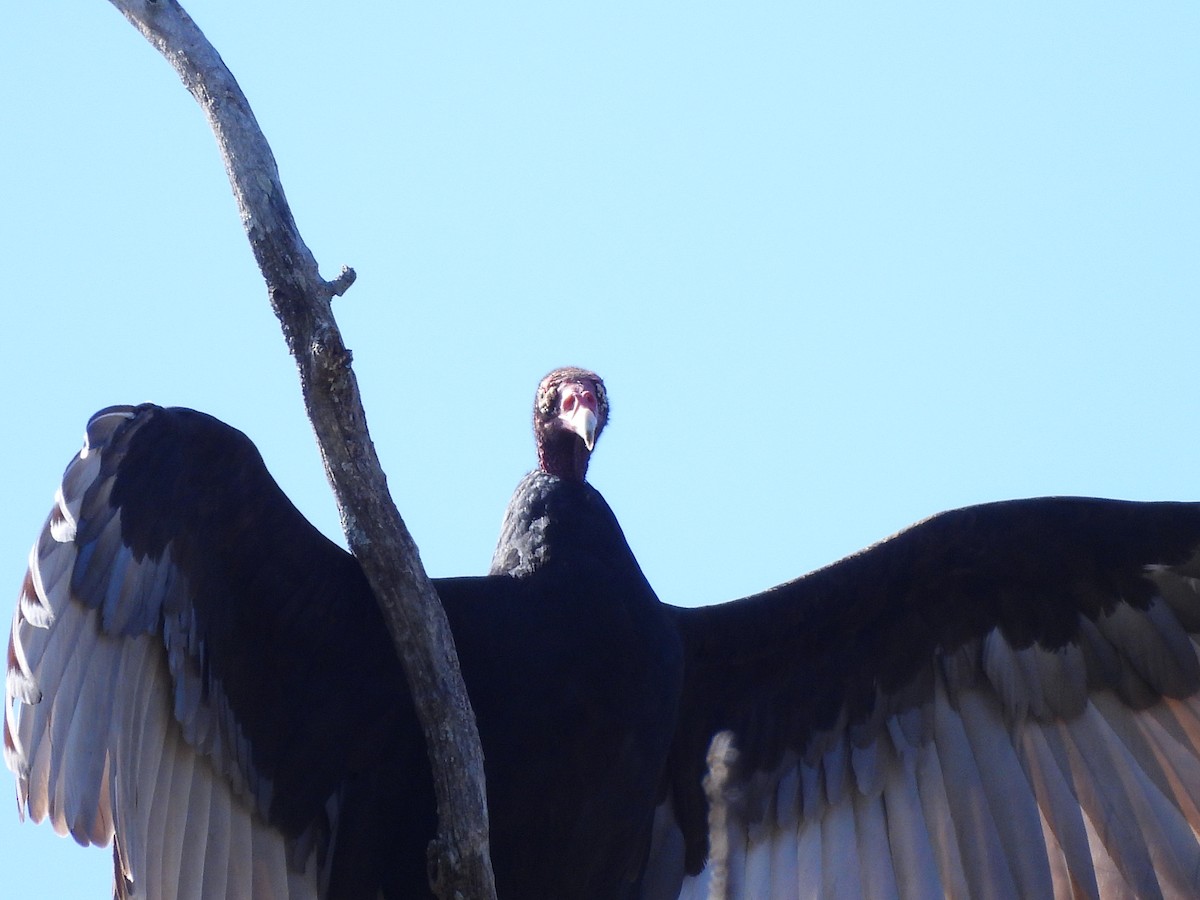 kondor krocanovitý - ML643792108