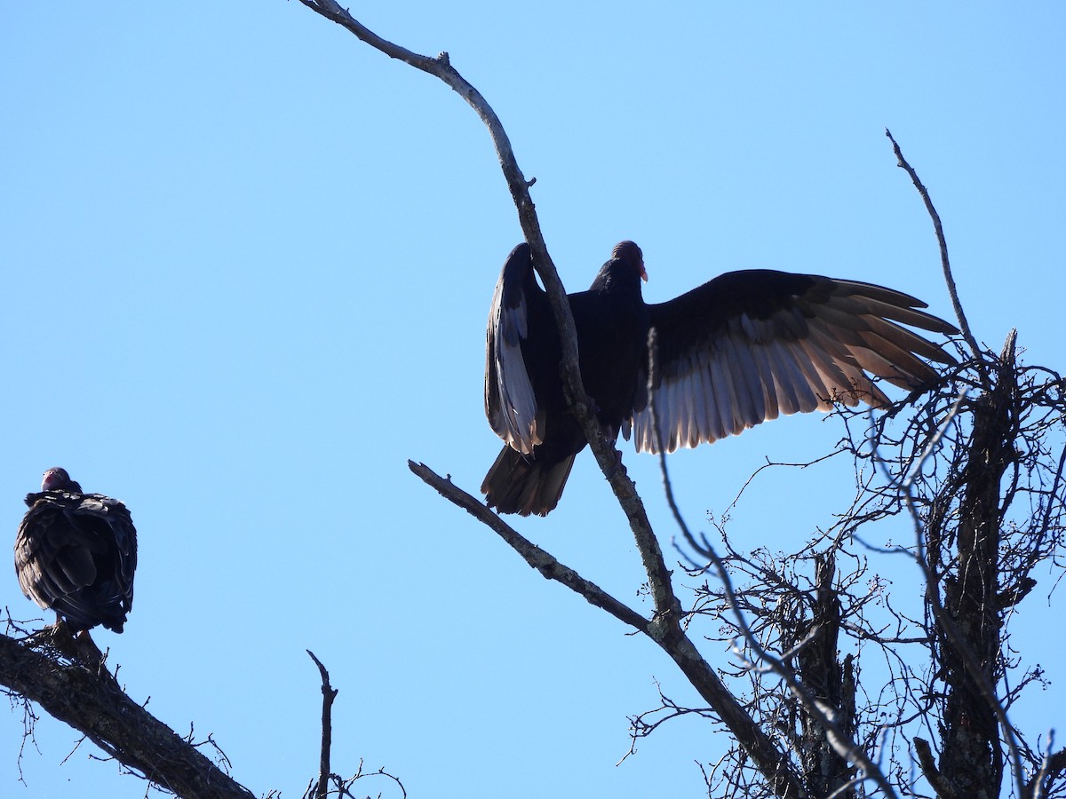 kondor krocanovitý - ML643792109