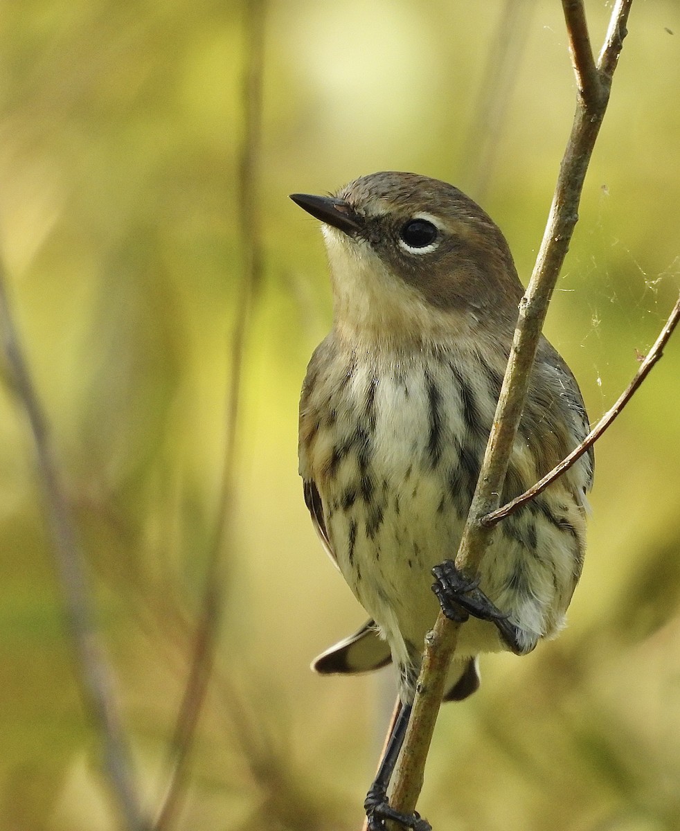 Yellow-rumped Warbler - ML643792117