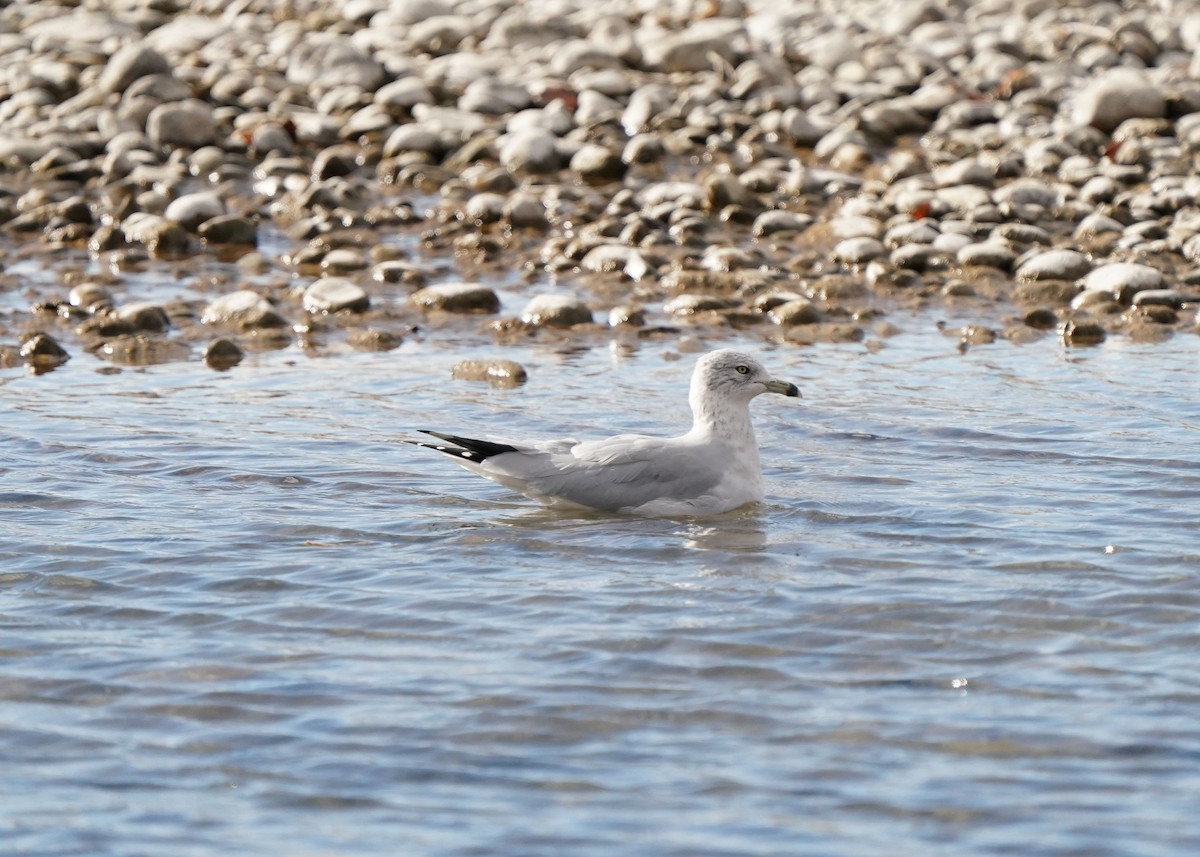 Ring-billed Gull - ML643792118