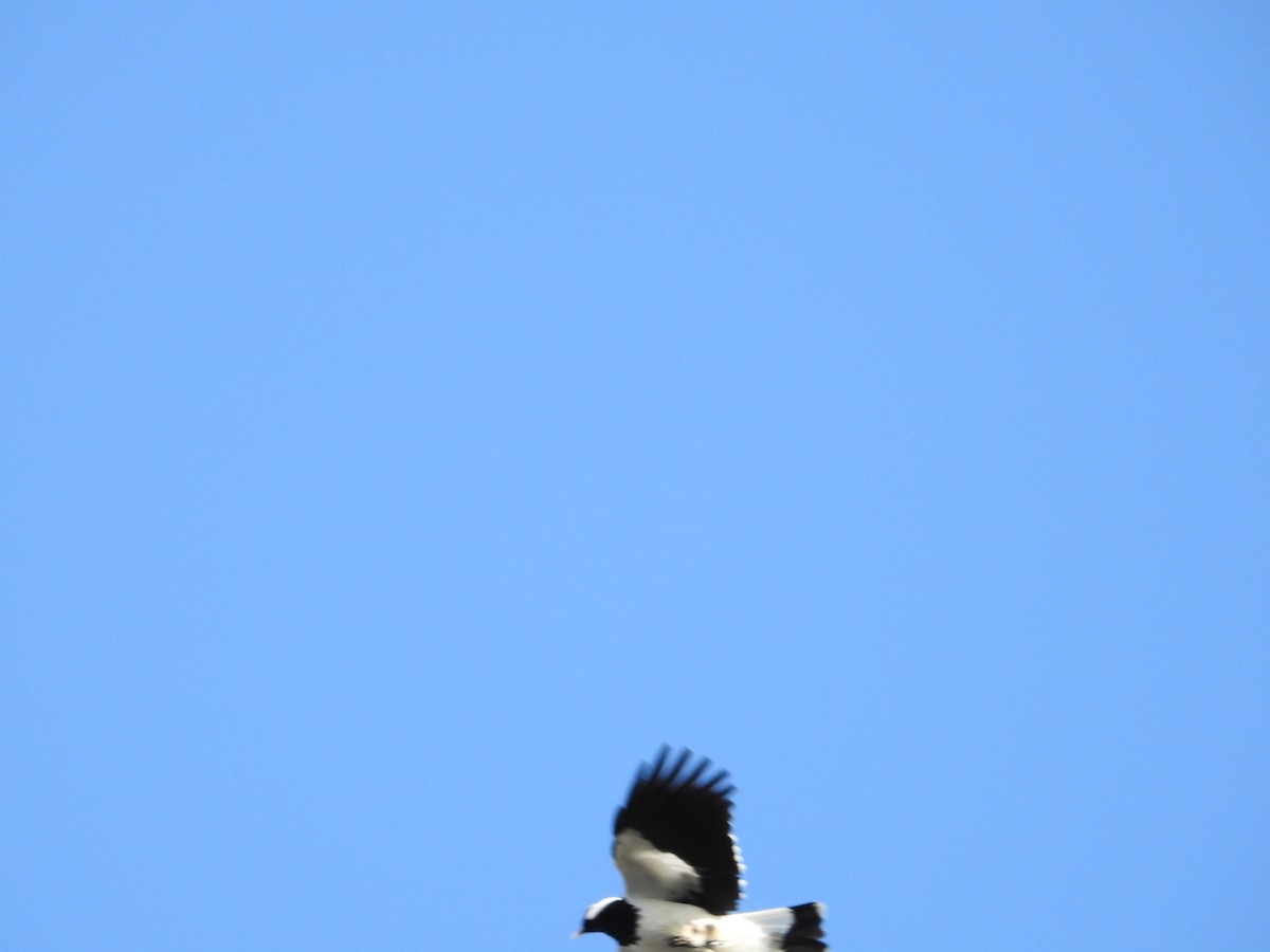 Magpie-lark - ML643792120