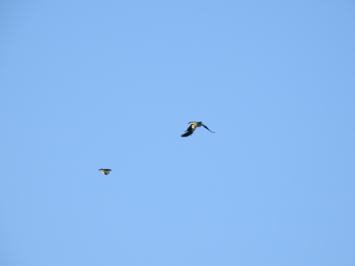 Magpie-lark - ML643792121