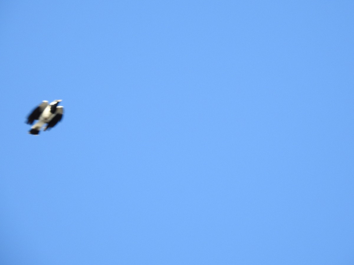 Magpie-lark - ML643792123