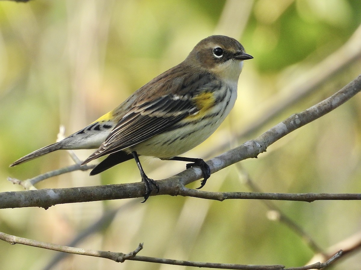 Yellow-rumped Warbler - ML643792125