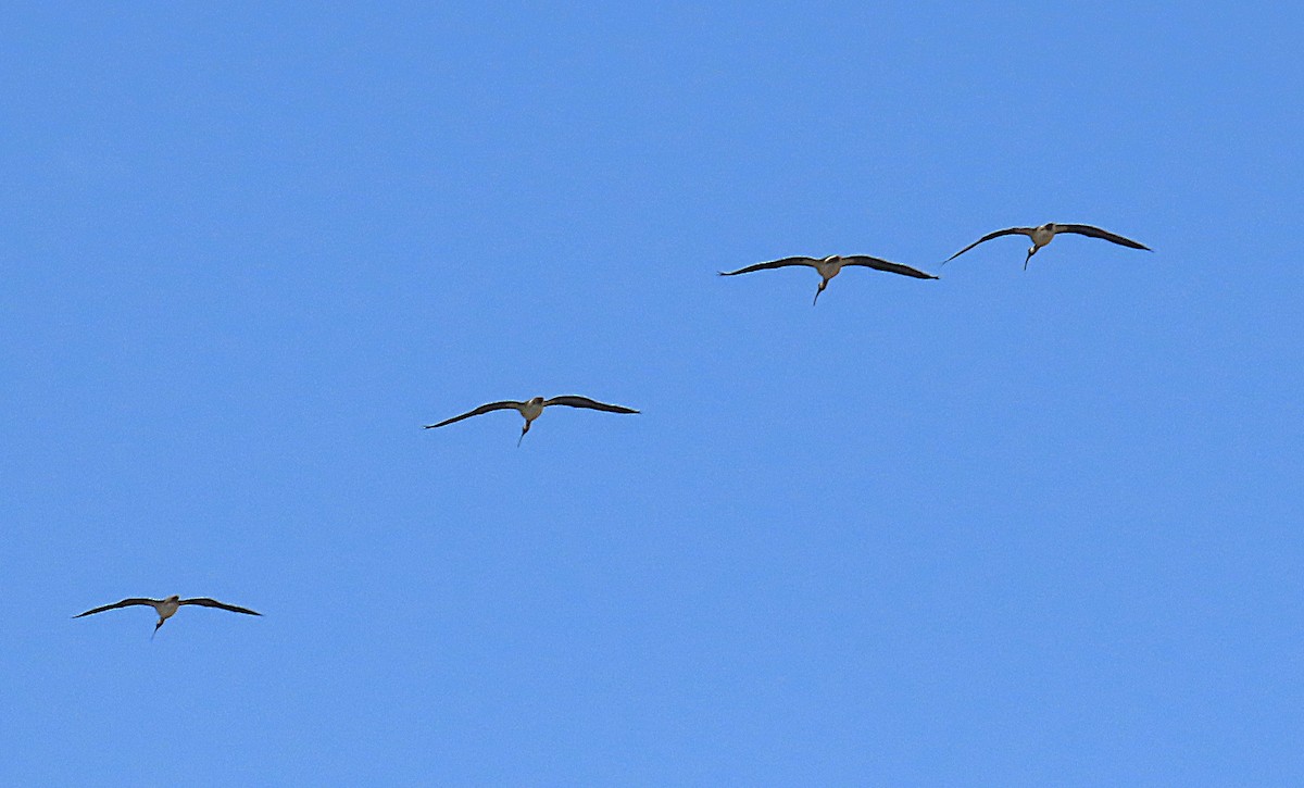 Straw-necked Ibis - ML643792127