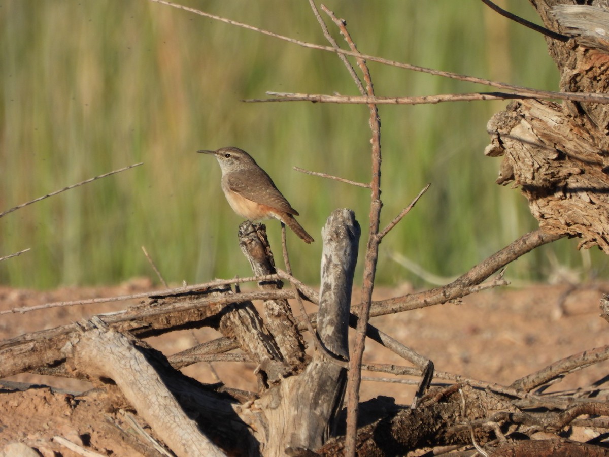 Rock Wren - ML643792129