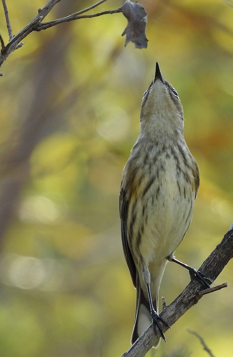 Yellow-rumped Warbler - ML643792133