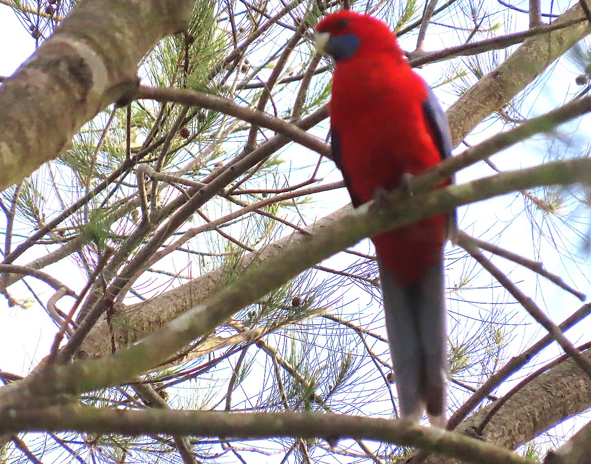 Crimson Rosella - ML643792146