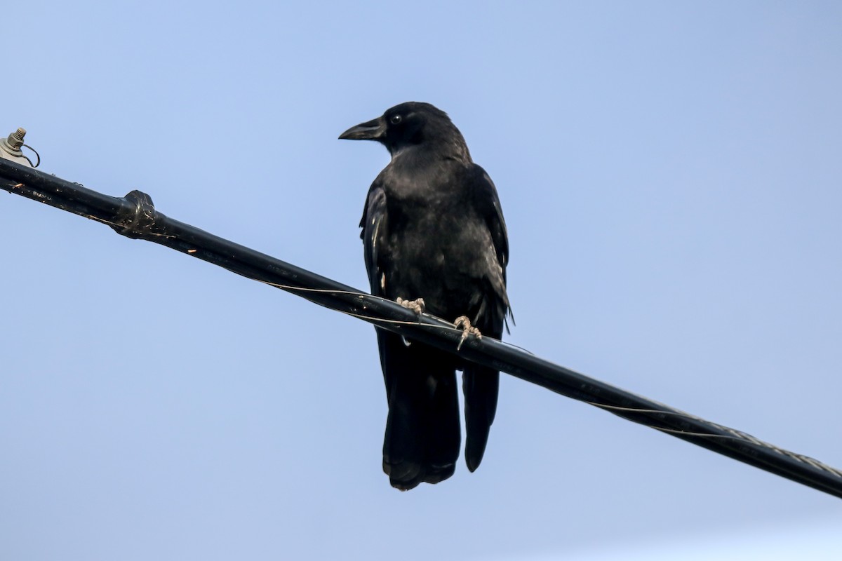Grand Corbeau - ML643792147
