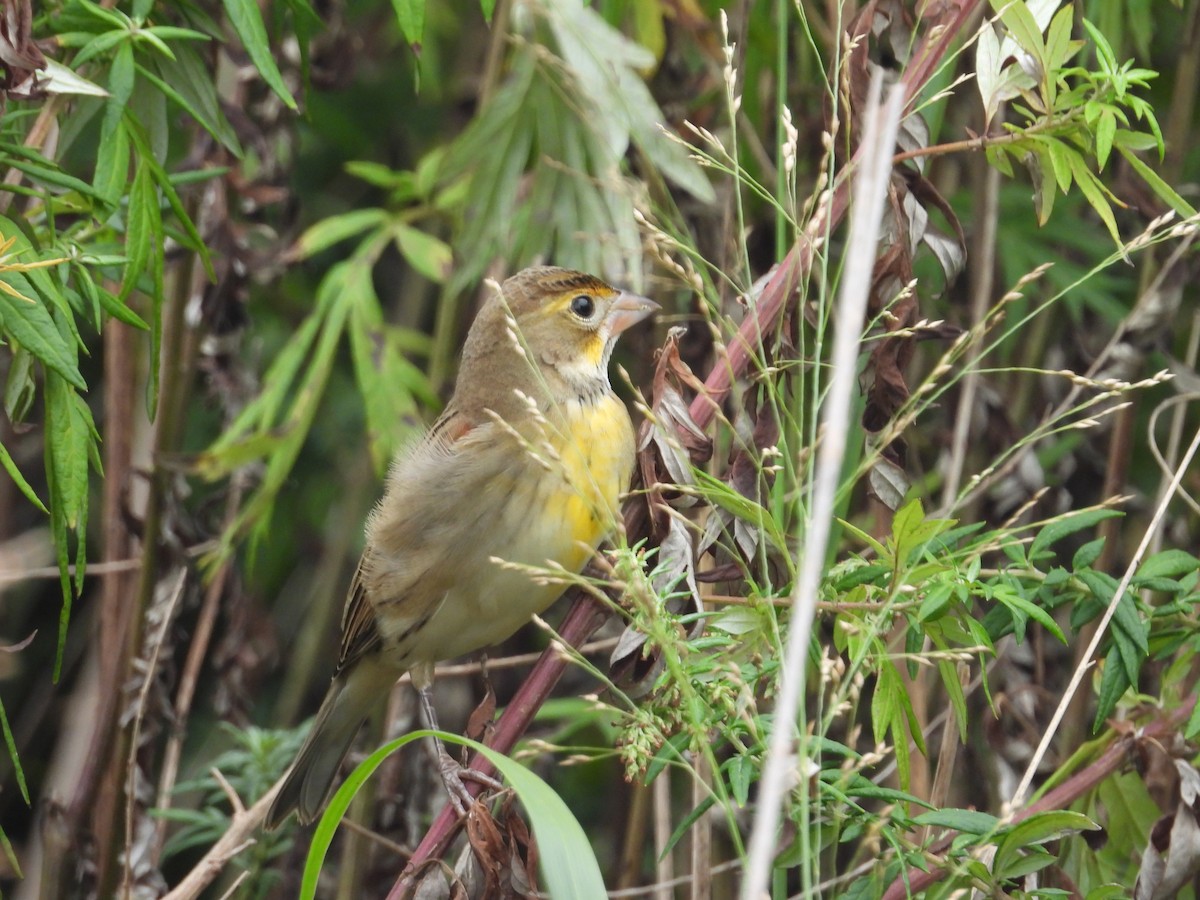 Dickcissel - ML643792163