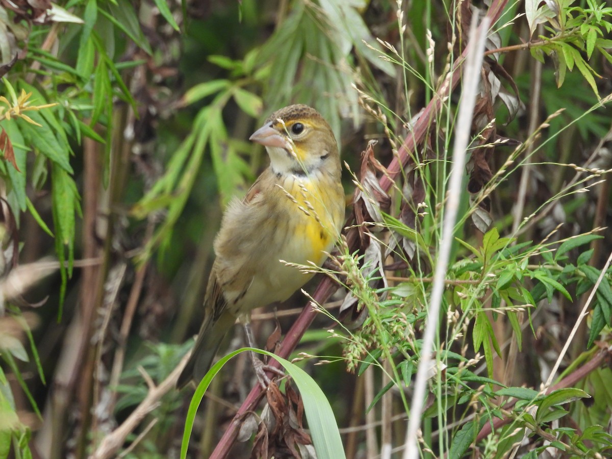 Dickcissel - ML643792164