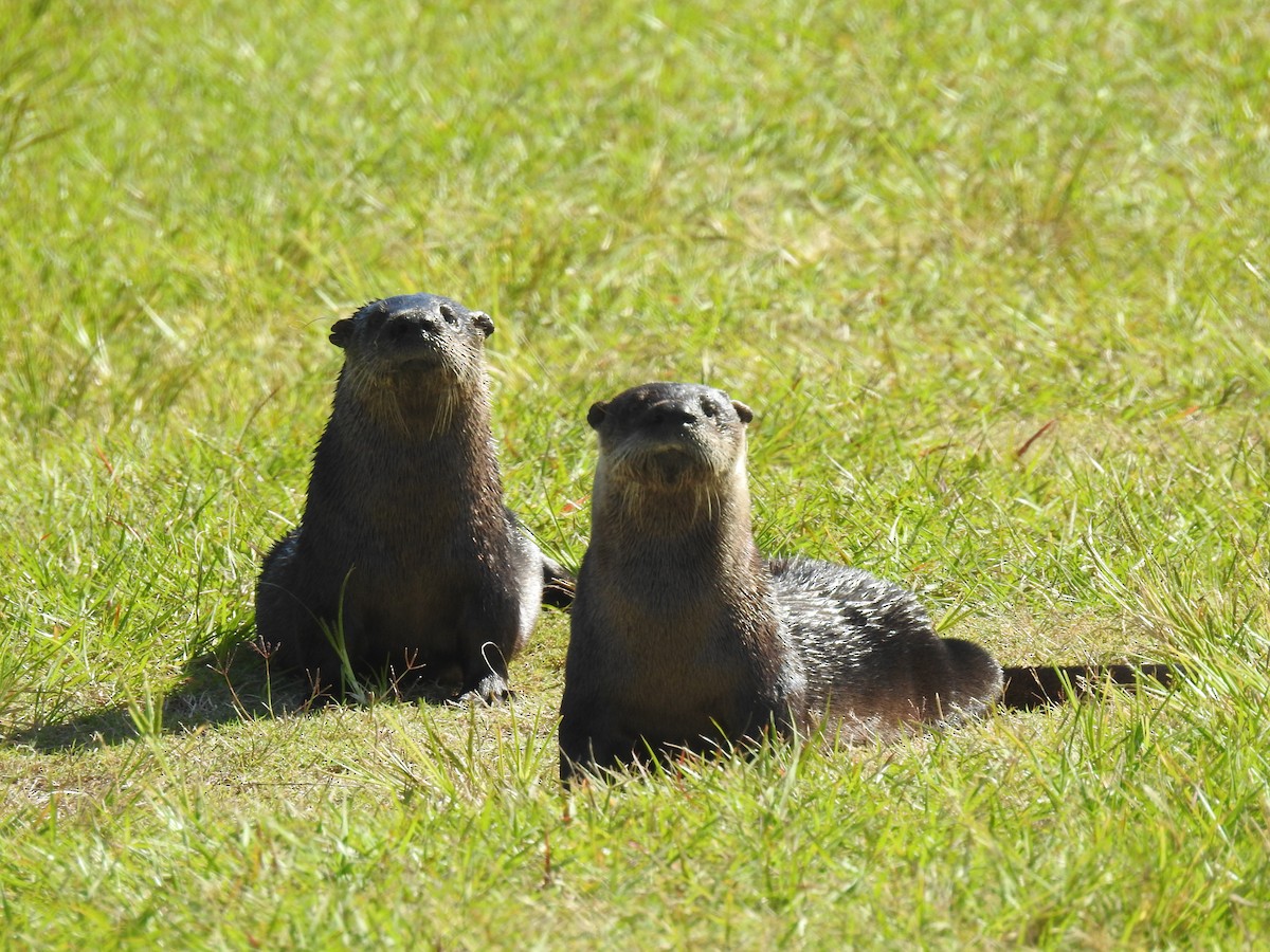 North American River Otter - ML643792169