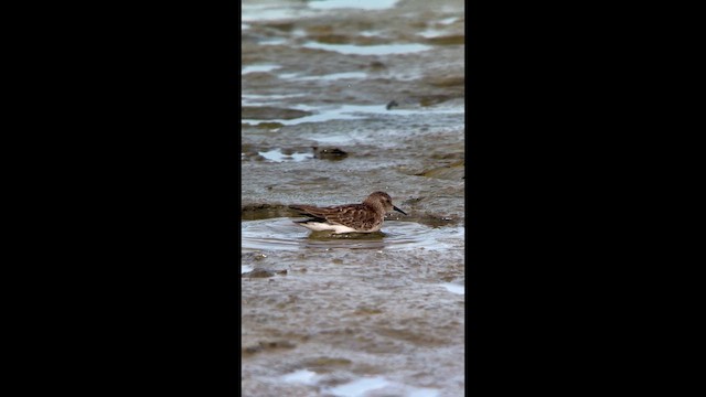 Least Sandpiper - ML643792177