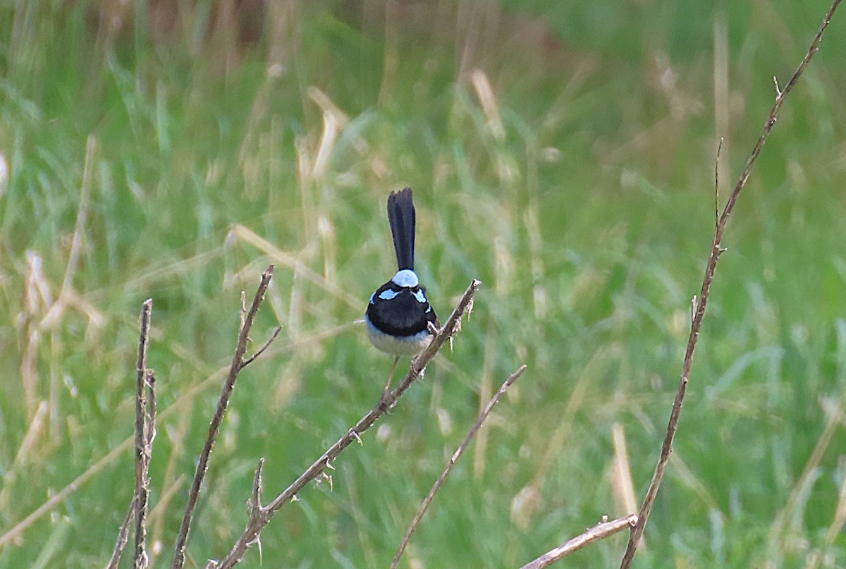 Superb Fairywren - ML643792182