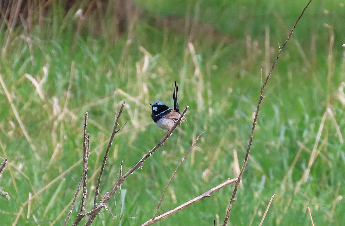 Superb Fairywren - ML643792183