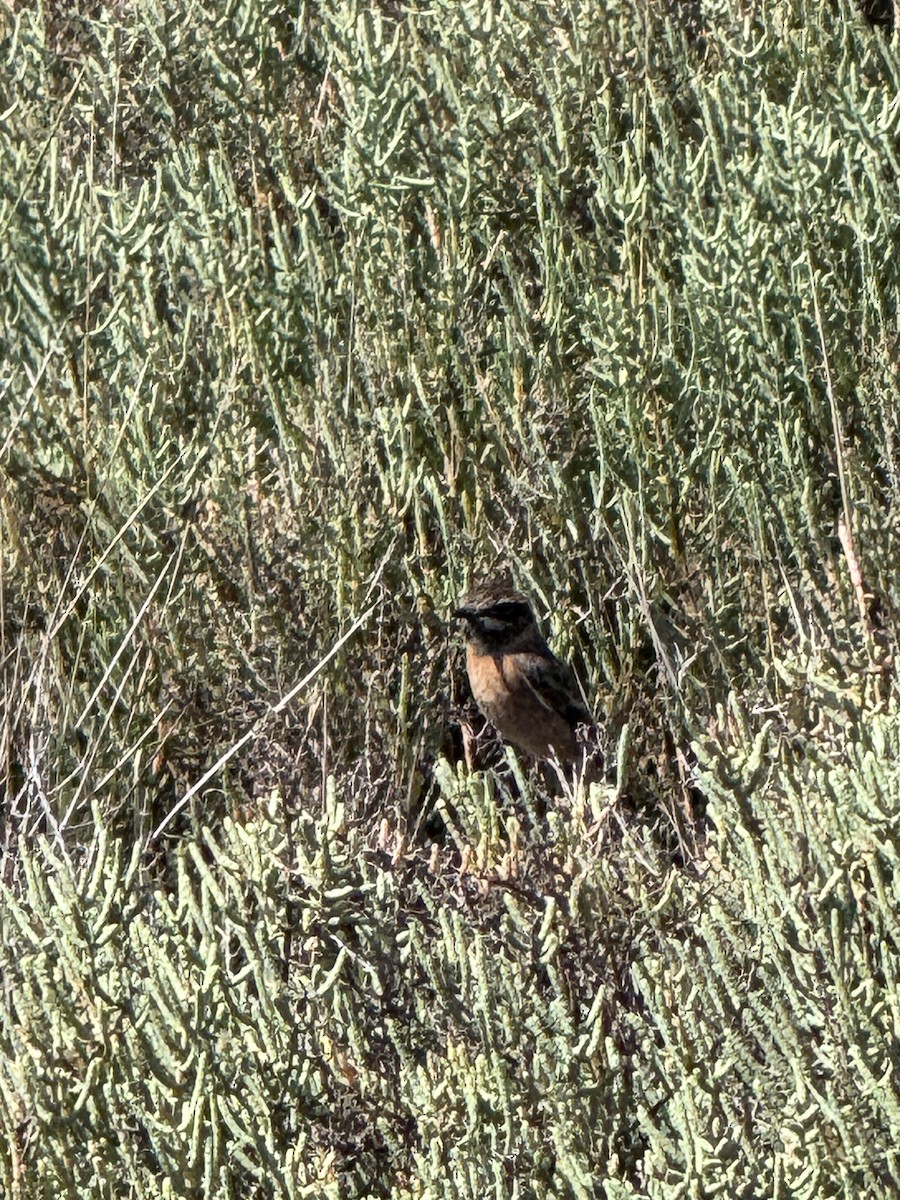 European Stonechat - ML643792184