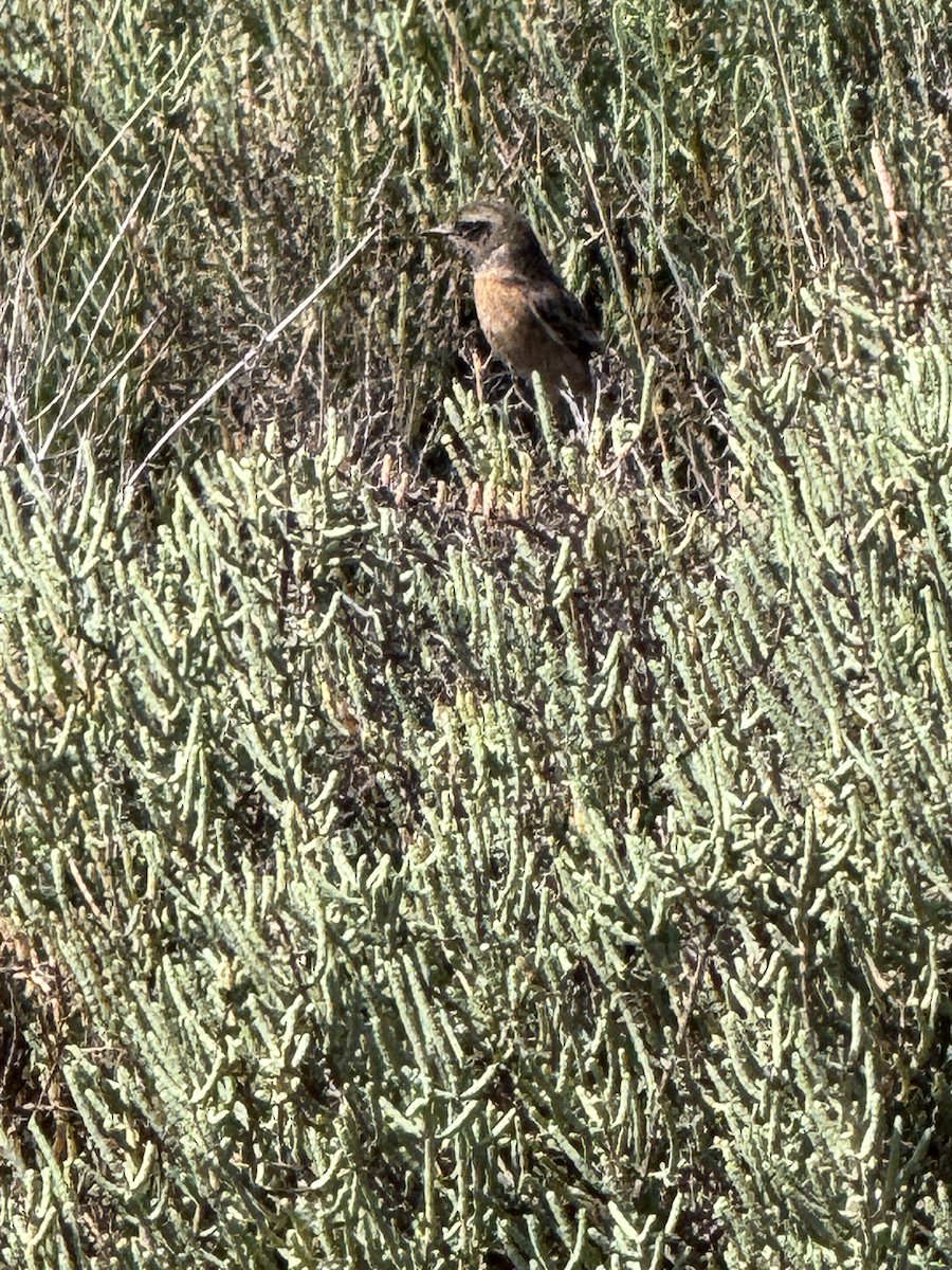 European Stonechat - ML643792185
