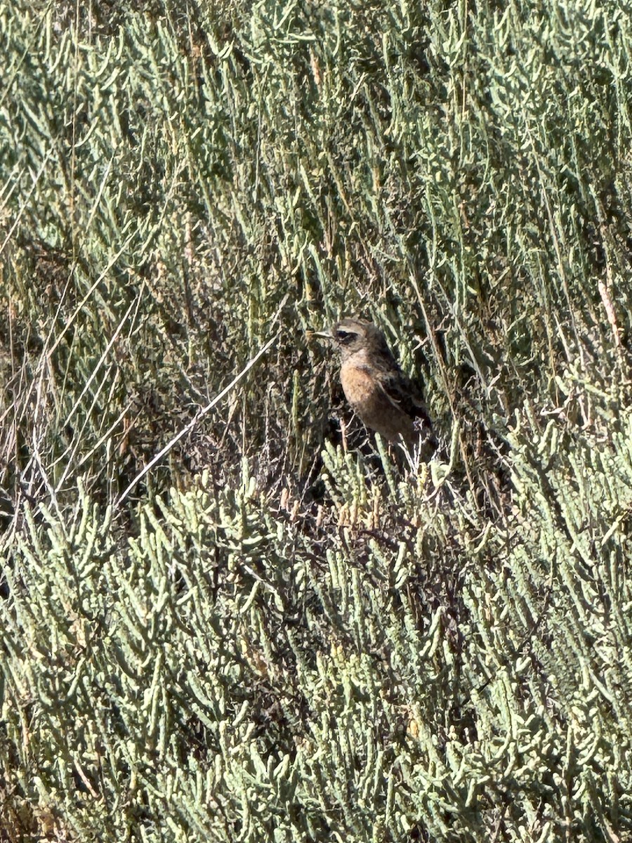 European Stonechat - ML643792186