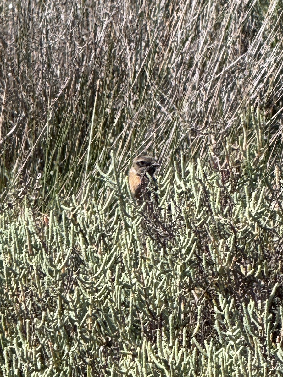 European Stonechat - ML643792187