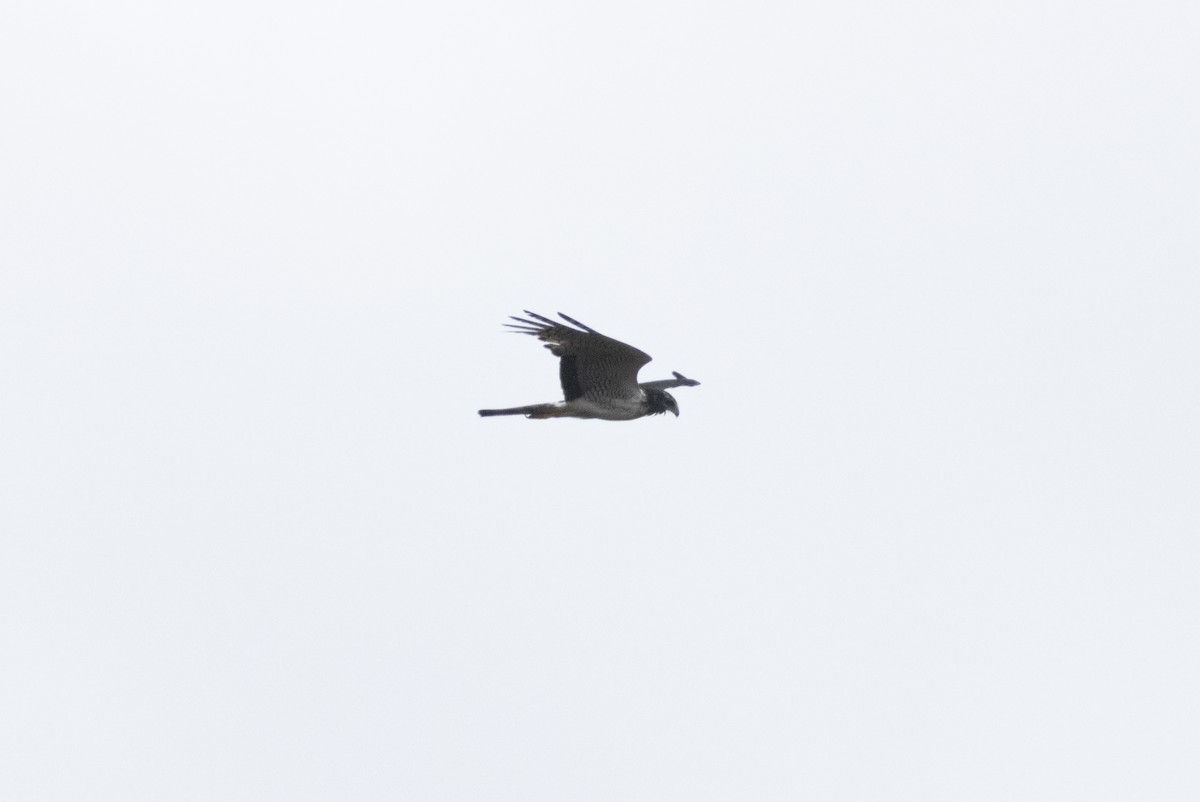 Лунь довгохвостий - ML643792190