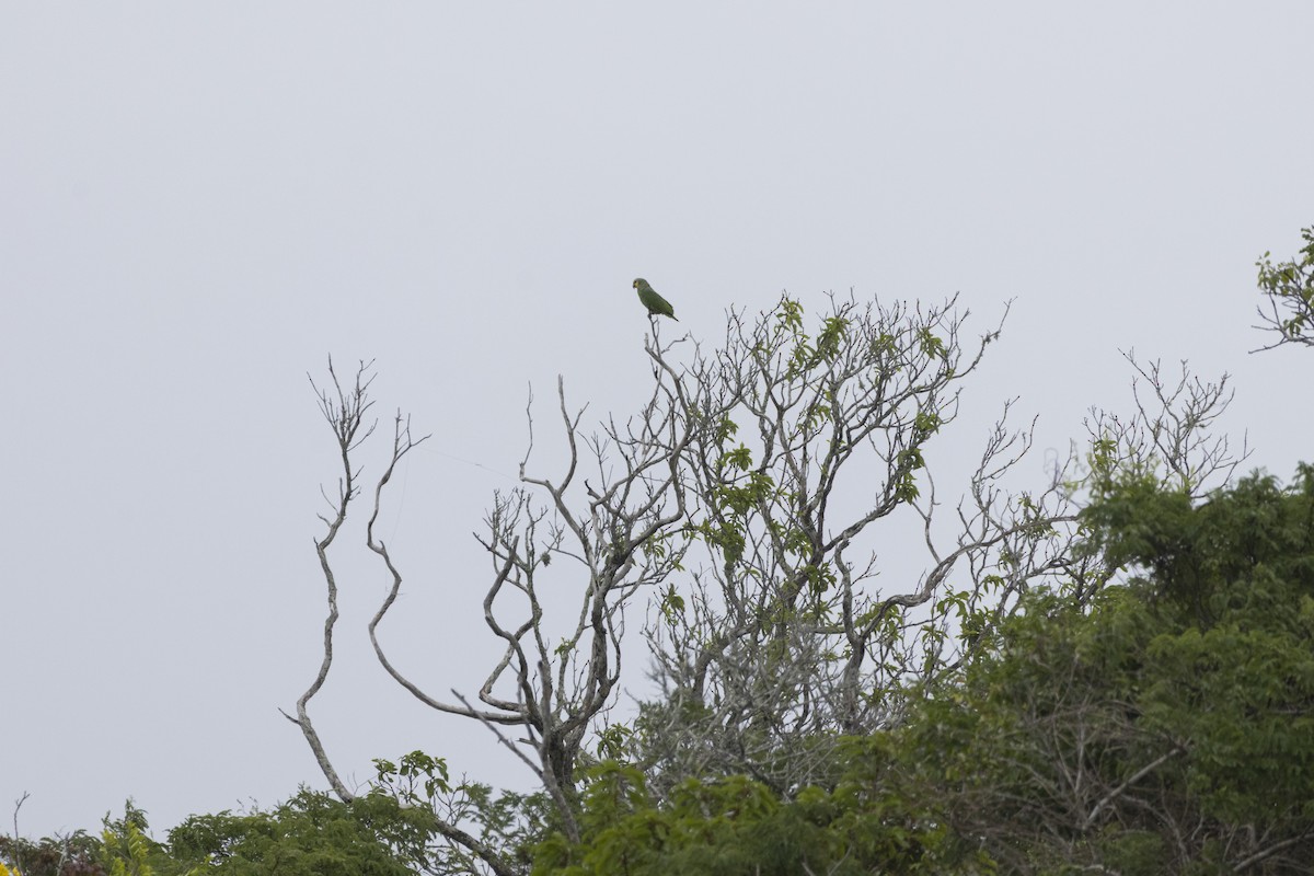 Orange-winged Amazon - ML643792200