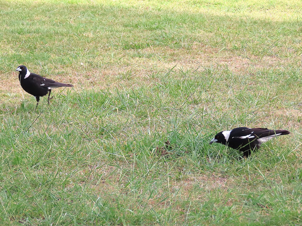 Australian Magpie - ML643792204