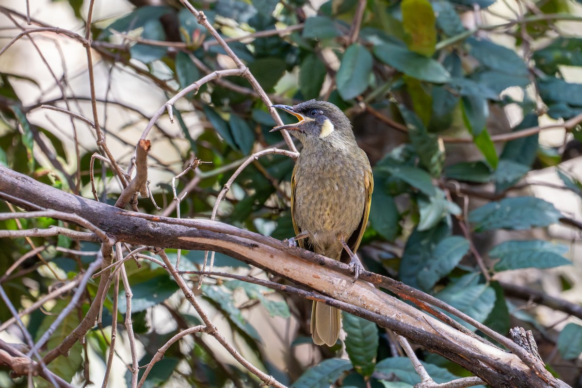 Lewin's Honeyeater - ML643792215