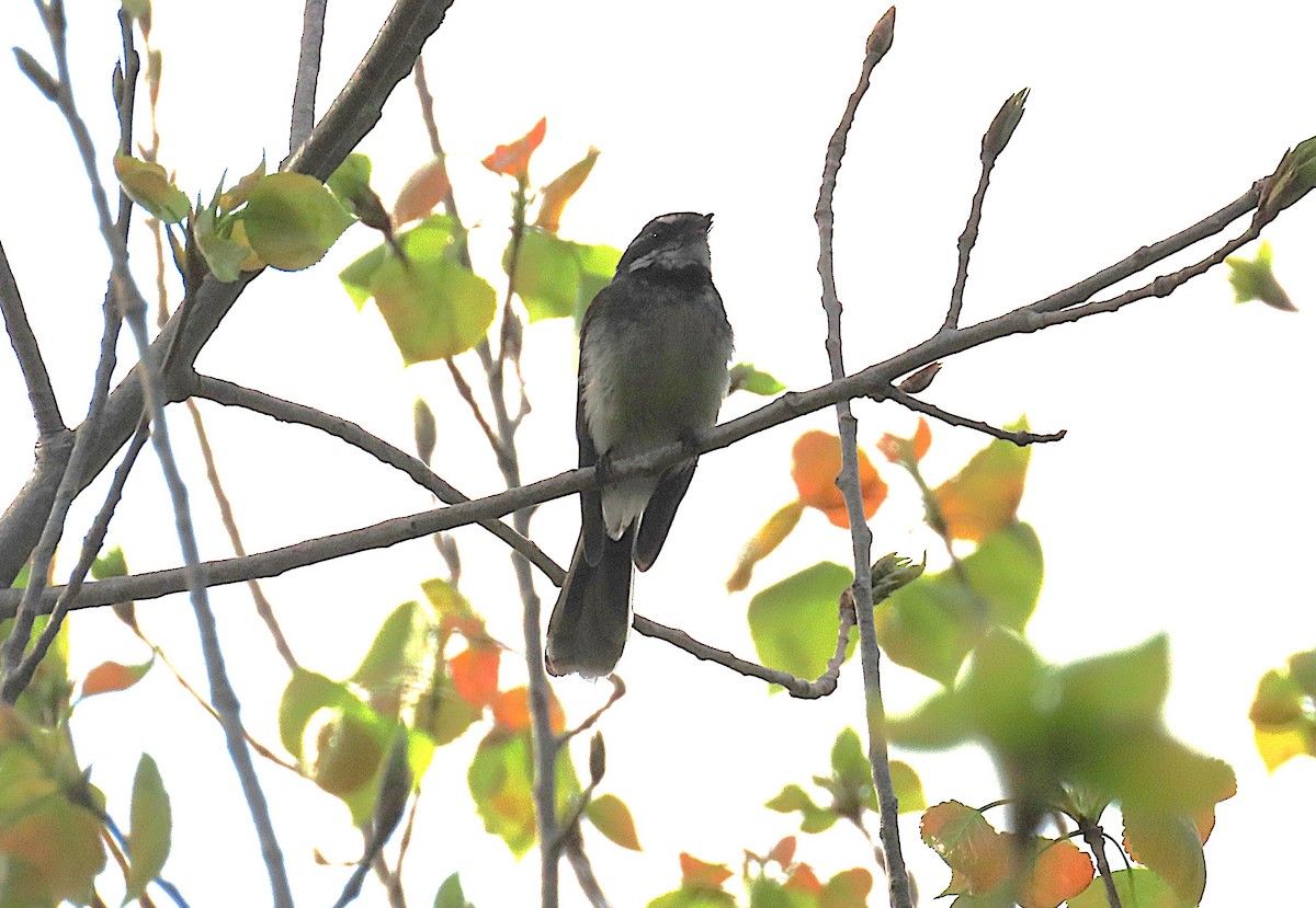 Gray Fantail - ML643792216